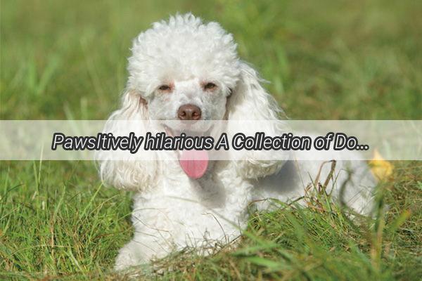 PawsItively hilarious A Collection of Dogs Getting Slapped in the Funniest Photos Ever